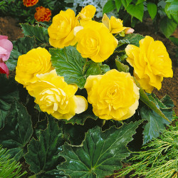 Begonia