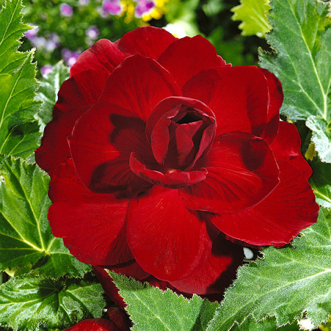Begonia Pełna Scarlet