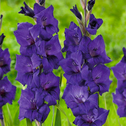 Gladiolus - Mieczyk