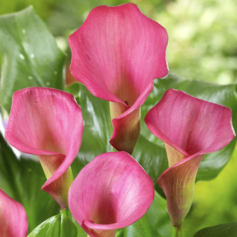 Zantedeschia - Kalla Garnet Glow Zantedeschia - Kalla Garnet Glow