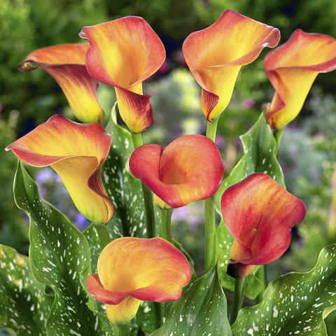 Zantedeschia - Kalla Morning Sun Zantedeschia - Kalla Morning Sun