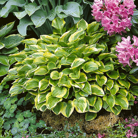 Hosta - Funkia Golden Tiara