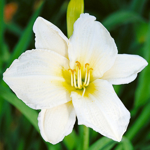 Liliowiec Gentle Shephard
