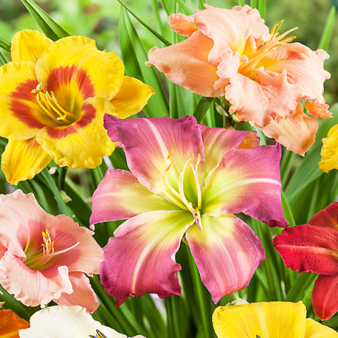 Liliowiec Mix