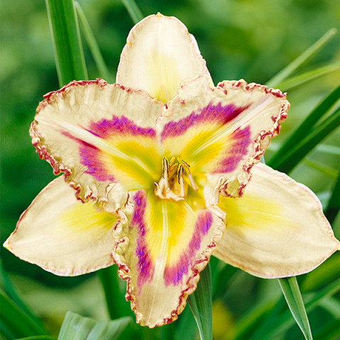Liliowiec Powtarzający Kwitnienie Destined to See