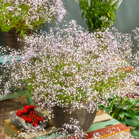 Gipsówka paniculata Pink