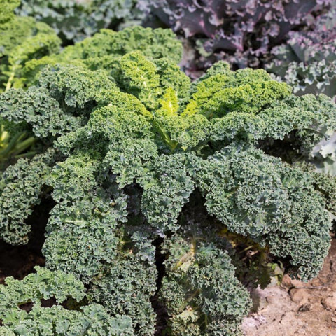 Jarmuż Dwarf Green Curled 5 g