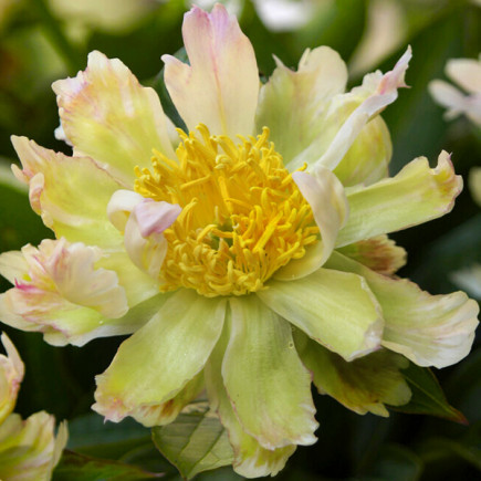 Piwonia Zielna Green Lotus